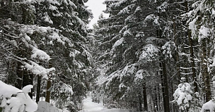 Госдума РФ рассмотрит законопроект о закреплении понятия «лесные дороги» в Лесном кодексе РФ