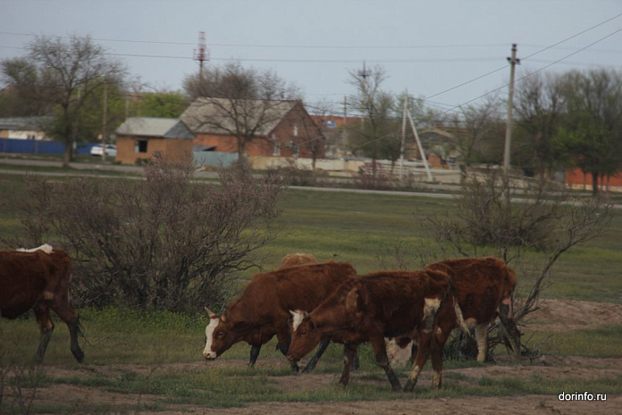 На Кубани участились случаи выхода животных на федеральные трассы